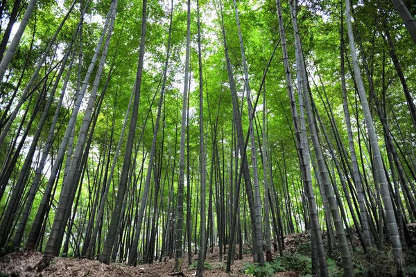 View Bamboo Forest Shunan Bamboo Sea Zhulin Town Changning County — стоковое фото