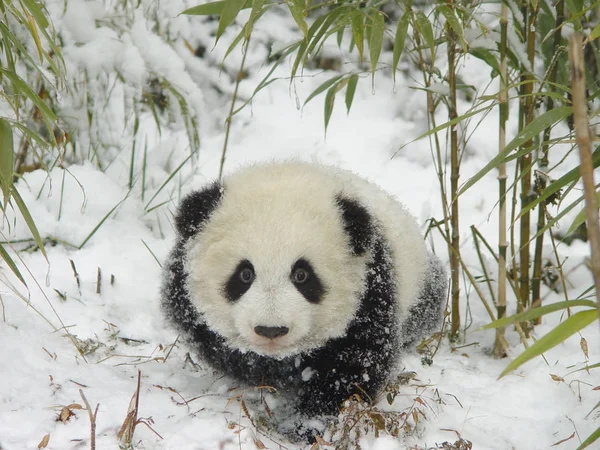 Obří Panda Bloudí Sněhu Základně Dujiangyan Čína Ochranných Výzkumné Centrum — Stock fotografie