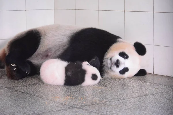 Cachorro Panda Gigante Duerme Junto Madre Una Base Del Centro — Foto de Stock