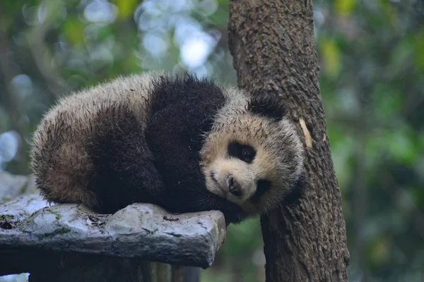 Cub Błotniste Giant Panda Leży Stoisku Pobliżu Drzewa Bazie Chiny — Zdjęcie stockowe