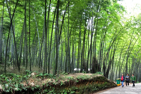 Uma Vista Floresta Bambu Mar Bambu Shunan Cidade Zhulin Condado — Fotografia de Stock