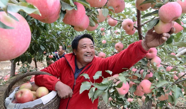 2017年10月10日 中国东北辽宁省锦州市易县一个果园里 一位中国农民在果园里收获苹果 — 图库照片
