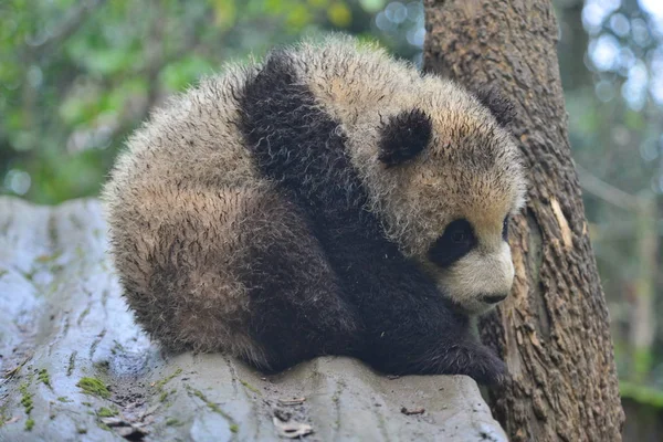 Filhote Panda Gigante Enlameado Fica Estande Perto Uma Árvore Uma — Fotografia de Stock