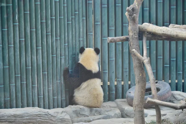 Panda Gigante Pangdahai Nome Oficial Fuxing Que Significa Lucky Star — Fotografia de Stock