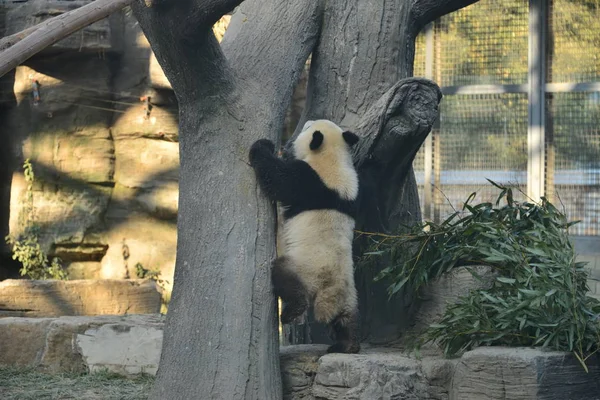 Riesenpanda Pangdahai Oder Offizieller Name Fuxing Glücksstern Bedeutet Spielt Januar — Stockfoto