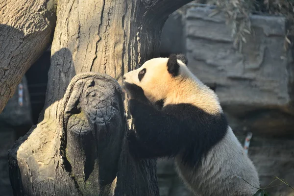 2019年1月2日 在中国北京的北京动物园 大熊猫庞达海 在北京动物园吃竹子 也就是官方的名字 意思是 幸运星 — 图库照片