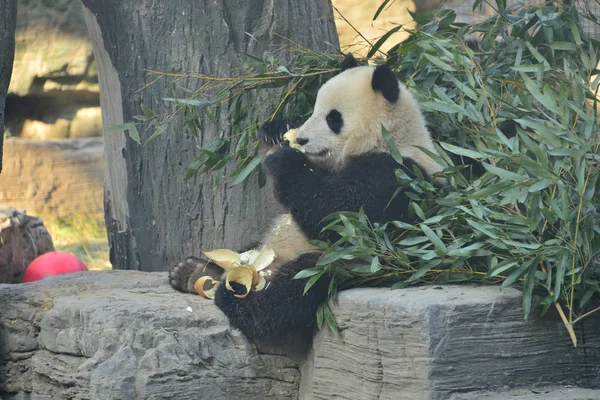 Panda Velká Pangdahai Oficiální Název Fuxing Což Znamená Šťastná Hvězda — Stock fotografie
