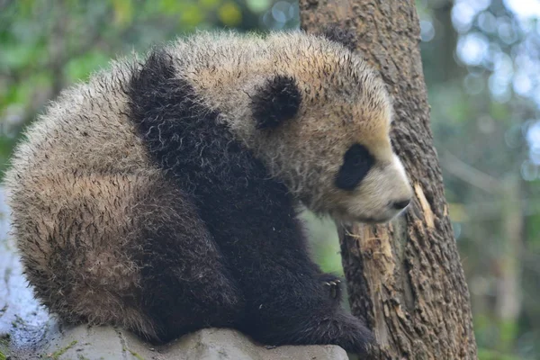 Ein Schlammiges Riesenpanda Jungtier Liegt Auf Einem Ständer Neben Einem — Stockfoto