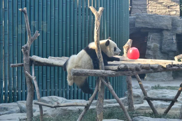 ジャイアント パンダ Pangdahai または公式名復興の幸運の星を意味する竹を食べて中国北京市に北京動物園で 2019 — ストック写真