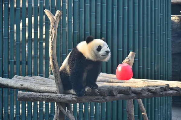 中国北京市に北京動物園でジャイアント パンダ Pangdahai または正式名称の幸運の星を意味する復興再生 2019 — ストック写真