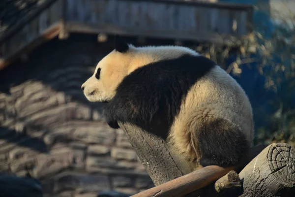 Panda Gigante Pangdahai Nombre Oficial Fuxing Que Significa Estrella Suerte —  Fotos de Stock