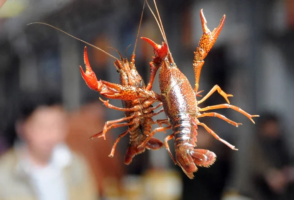 Crayfish Koop Een Markt Voor Aquatische Producten Shanghai China April — Stockfoto