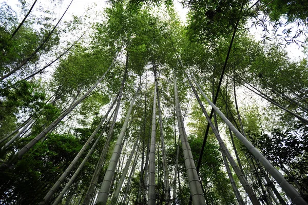 Uma Vista Floresta Bambu Mar Bambu Shunan Cidade Zhulin Condado — Fotografia de Stock