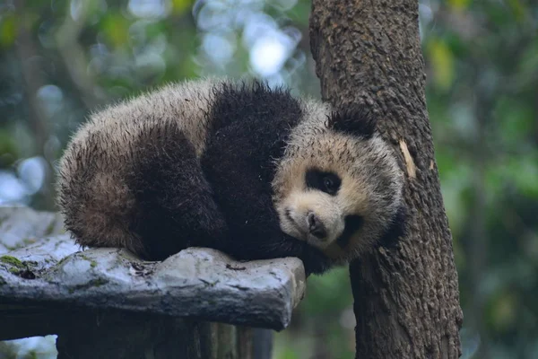 Ein Schlammiges Riesenpanda Jungtier Liegt Auf Einem Ständer Neben Einem — Stockfoto