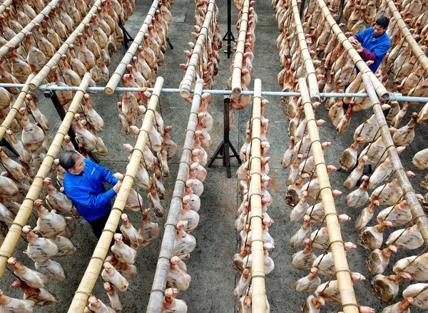 Chinese Workers Hang Jinhua Hams Dry Them Sun Factory Zhejiang — Stock Photo, Image