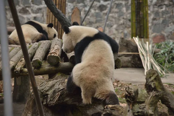 Panda Gigante Tenta Subir Estande Madeira Com Uma Postura Sexy — Fotografia de Stock