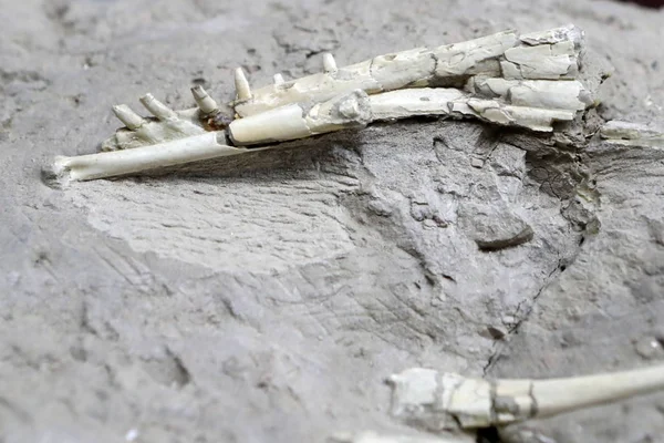 Fossielen Van Pterosauriërs Bekend Als Hamipterus Tianshanensis Worden Opgegraven Uit — Stockfoto