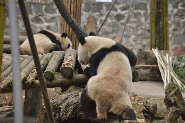 Panda Géant Tente Monter Sur Stand Bois Avec Une Posture — Photo