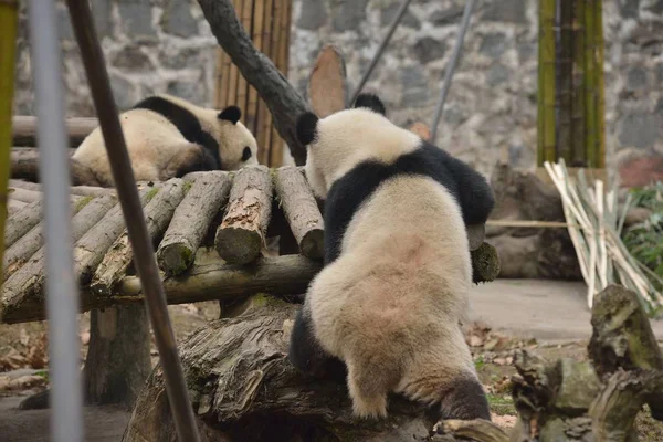 Panda Gigante Tenta Subir Estande Madeira Com Uma Postura Sexy — Fotografia de Stock