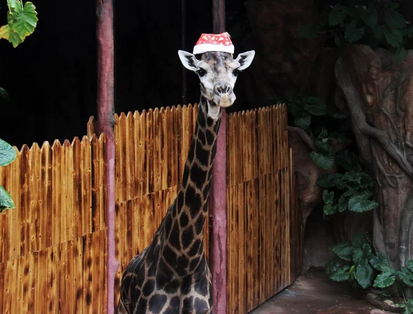 Kirahvi Pukeutuu Santa Hattu Houkutella Kävijöitä Tulevan Joulun Eläintarhassa Foshan — kuvapankkivalokuva