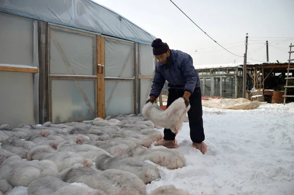 Çin Kuzeyindeki Moğolistan Eyaletindeki Genhe Şehri Cinhe Kasabasındaki Bir Çiftlikte — Stok fotoğraf