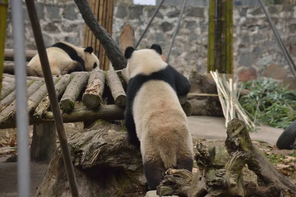 Ein Riesiger Panda Versucht Auf Einem Hölzernen Stand Mit Einer — Stockfoto