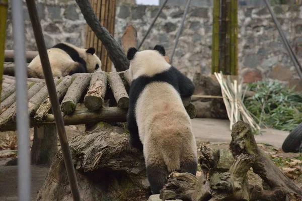 Een Reuzenpanda Probeert Klimmen Een Houten Tribune Met Een Sexy — Stockfoto