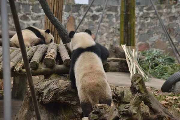 Panda Gigante Tenta Subir Estande Madeira Com Uma Postura Sexy — Fotografia de Stock