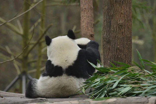 Obří Panda Používá Jeho Tlapy Masírovat Pro Další Pandu Dřevěný — Stock fotografie