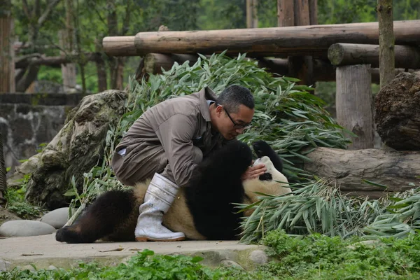 Panda Gigante Juega Con Guardián Una Base Del Centro Conservación — Foto de Stock