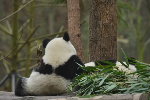 2017年12月7日 在中国西南四川省成都市中国大熊猫保护研究中心的一个木架上 一只大熊猫用爪子为另一只大熊猫 做按摩 — 图库照片