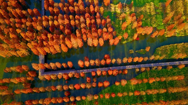 Luftaufnahme Von Teichzypressen Qingxi Country Park Bezirk Qingpu Shanghai China — Stockfoto