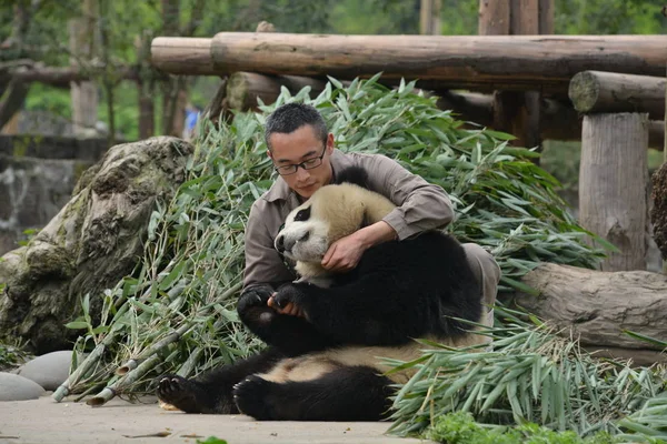 Panda Gigante Acurruca Ante Guardián Una Base Del Centro Conservación — Foto de Stock
