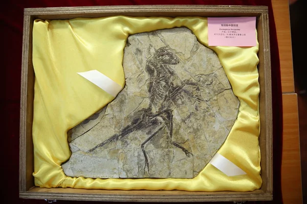 Jedna Osmi Zkamenělin Dinosaurů Pták Který Vrátil Alespoň 125 000 — Stock fotografie