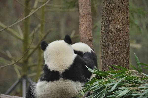 Giant Panda Uses Its Paws Massage Another Giant Panda Wooden — Stock Photo, Image