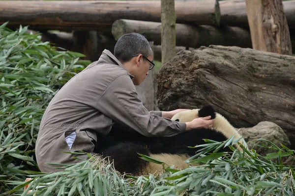Panda Gigante Juega Con Guardián Una Base Del Centro Conservación — Foto de Stock