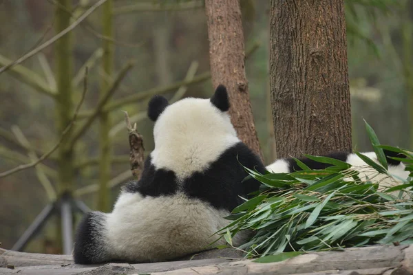 Panda Géant Utilise Ses Pattes Pour Masser Autre Panda Géant — Photo
