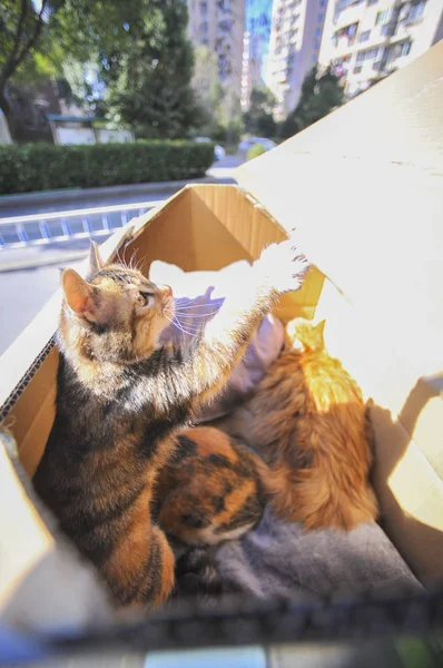 Los Gatos Callejeros Disfrutan Del Sol Una Villa Compuesta Por —  Fotos de Stock