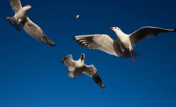 Flock Black Headed Gulls Fly Erhai Lake Dali Bai Autonomous — Stock Photo, Image