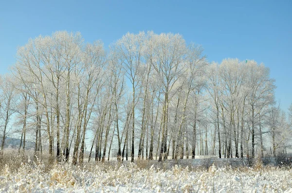 Sneeuw Landschap Van Yakeshi Hulunbuir Noord China Autonome Regio Binnen — Stockfoto