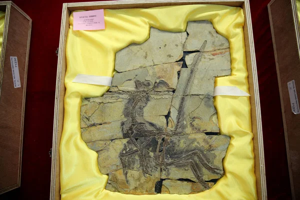 2018年1月13日 中国北東部の遼寧省浙陽市にある古生物学博物館 Pmol 少なくとも1億2500万年前にヨーロッパから中国に戻った恐竜の8つの化石の1つが描かれています — ストック写真