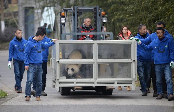 Los Trabajadores Chinos Llevan Uno Los Dos Pandas Gigantes Jin — Foto de Stock