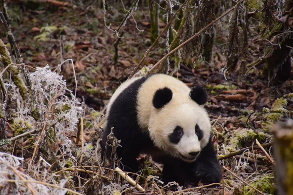 Óriás Panda Kölyök Qinxin Vándorol Képzési Mielőtt Visszaállításának Folyamán Vadonba — Stock Fotó