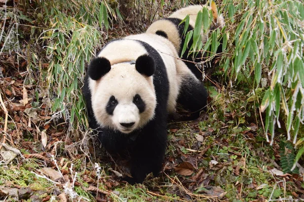 Giant Panda Cub Qinxin Follows Its Mother Shuqin Training Its — 图库照片