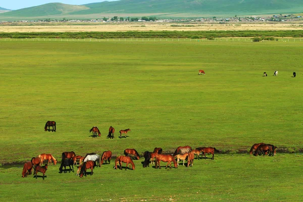 Hejna Koní Jsou Ostrově Hulunbuir Grassland Severočínské Autonomní Oblasti Mongolska — Stock fotografie