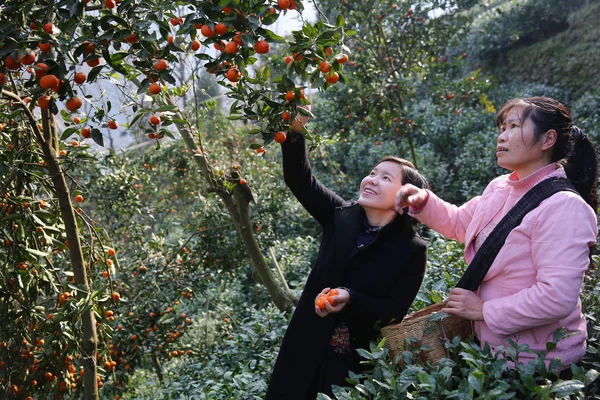 Chinese Vrouw Tang Links Kiest Kumquat Een Vrucht Die Eruit — Stockfoto