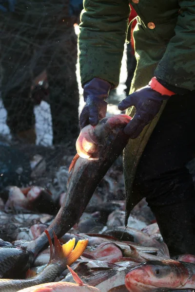 Pescatore Cinese Cattura Pesce Raccolto Dal Lago Lianhuan Ricoperto Ghiaccio — Foto Stock