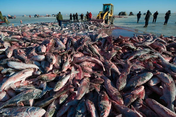 Raccolta Pescatori Cinesi Durante Stagione Pesca Invernale Lago Chagan Nella — Foto Stock