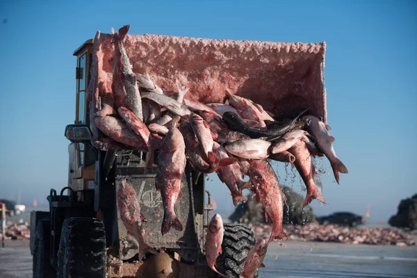 Chinese Vissers Oogst Tijdens Winter Visserijseizoen Marleen Lake Songyuan City — Stockfoto