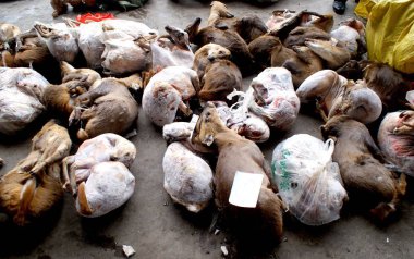 View of body parts of wild animals seized after police busted a wildlife trade ring in Mianyang city, southwest China's Sichuan province, 3 January 2017 clipart